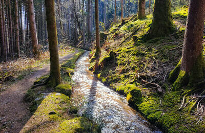 Hintere Wuhr am Vogellehrpfad&lowbar;2&lowbar;komprimiert&copy; Hotzenwald Tourismus GmbH